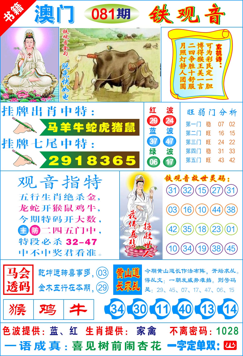 081期澳门铁观音[图]